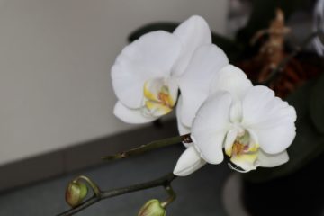 胡蝶蘭が美しく花を咲かせました｜Fashion AT Men'sの画像