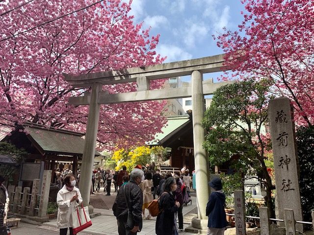 蔵前神社早咲きの桜