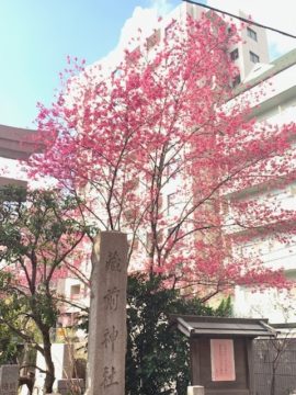 ピンクと黄色の花がきれいな蔵前神社｜Fashion AT Men’ｓの画像